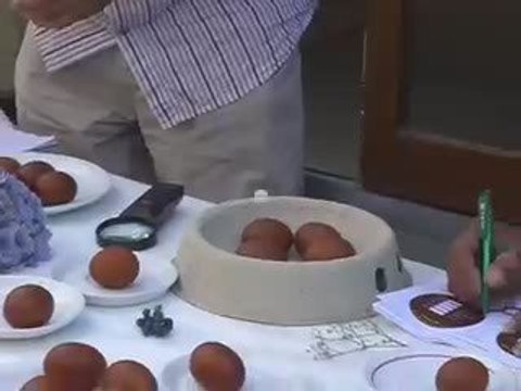 La poule aux oeufs d'Or - YT La Marans