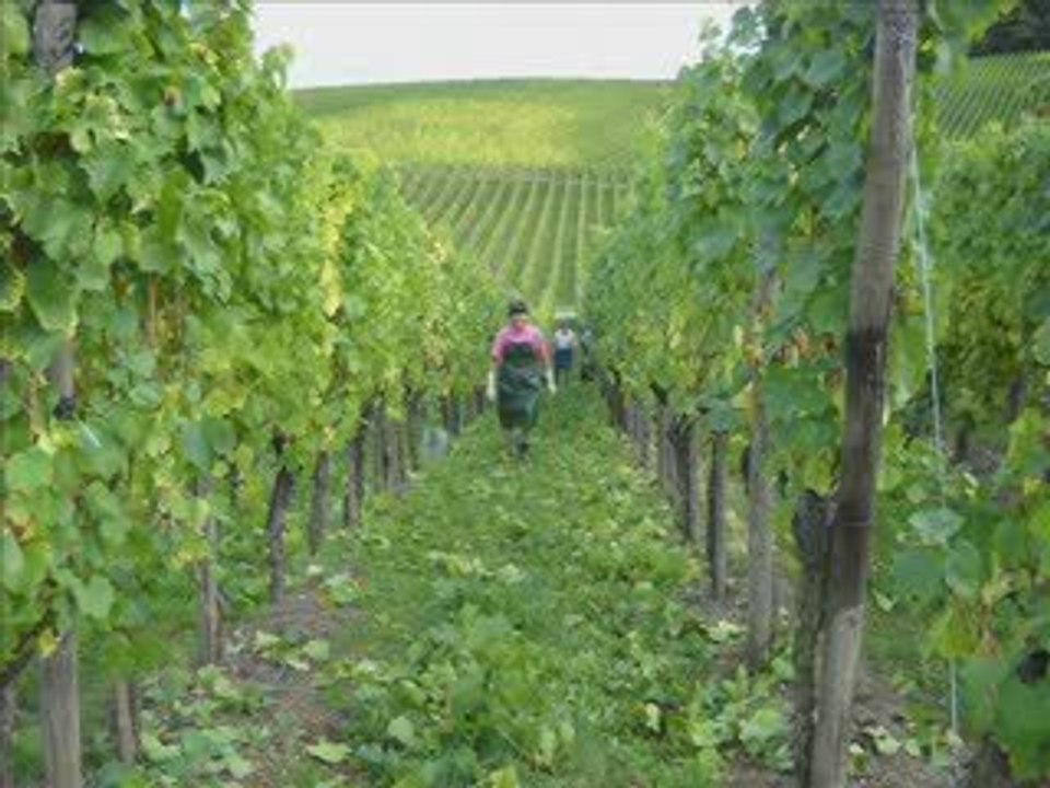 Vendanges à Wellenstein