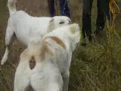 Сен Сао Мурат,чисто белый.Победа Мурата. 1часть