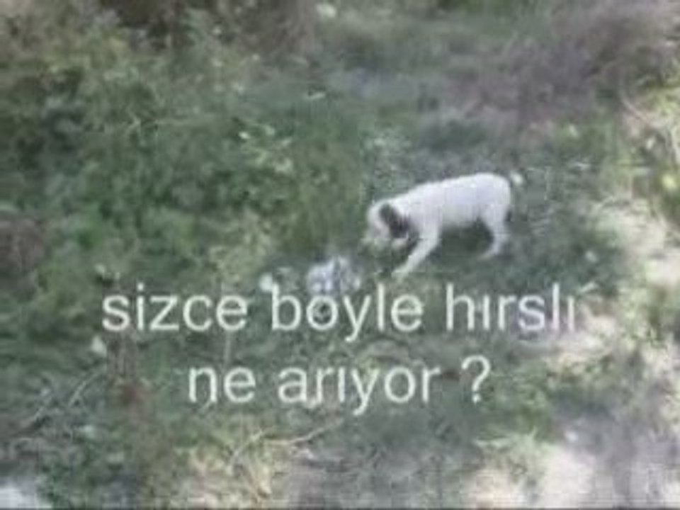 İngiliz seteri cesur, arayış, 40 günlük seter, av