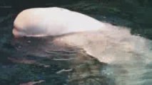 Ballena beluga en acuario
