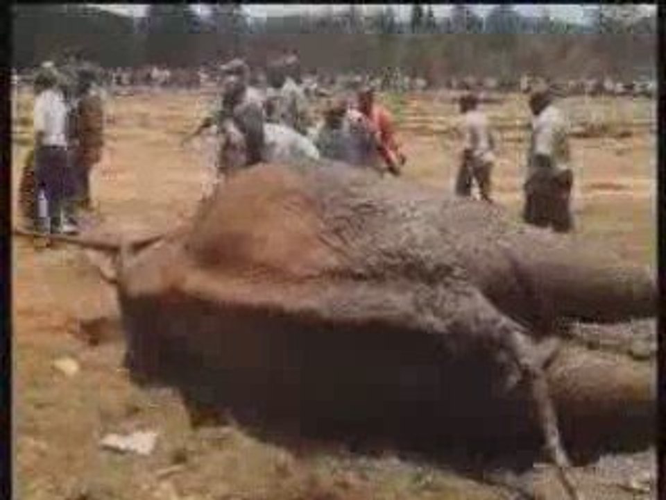 Elefante nelle sabbie mobili: salvo