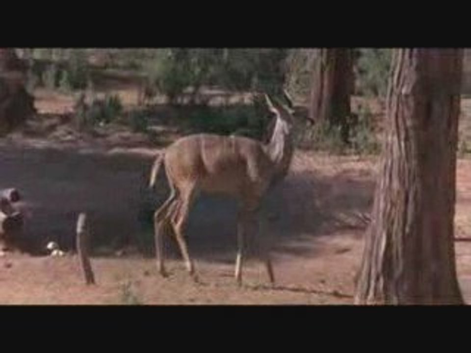 Funny Animal video