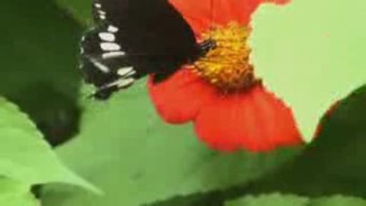 video-1