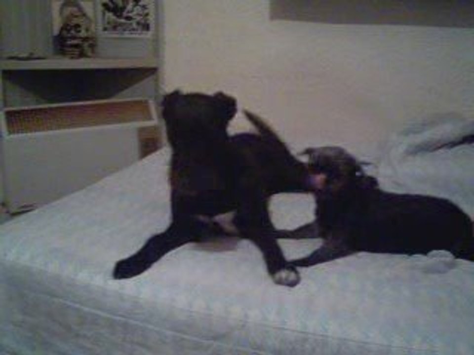 koko versus "the grinch" round 2