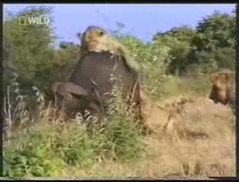 Lions & Hyenas The Two Ultimate Predators Of Africa