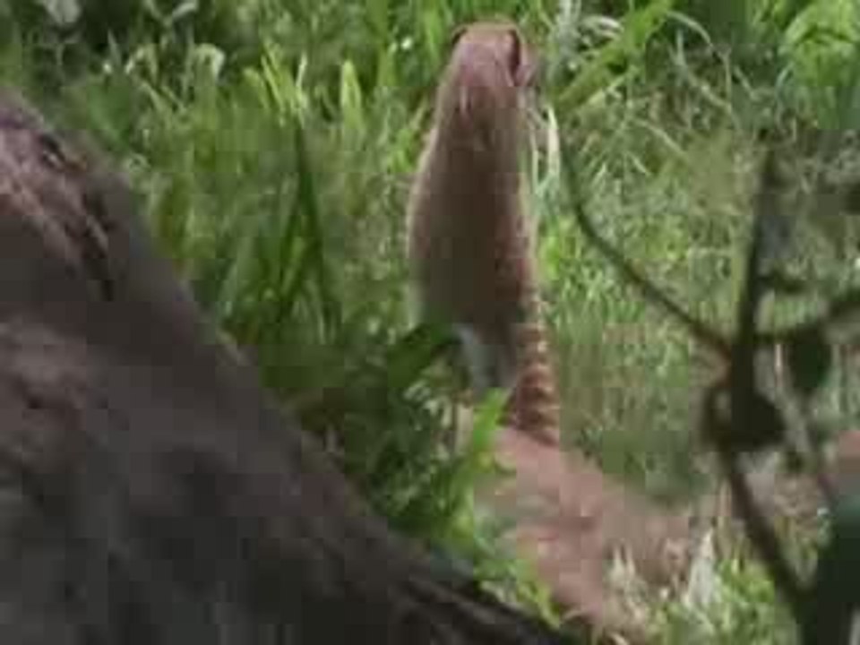 Mongoose Colony Vs Juvenile Lion