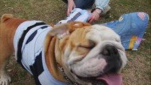 reunion bull en el frio
