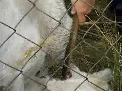 Сен Сао Мурат.часть2