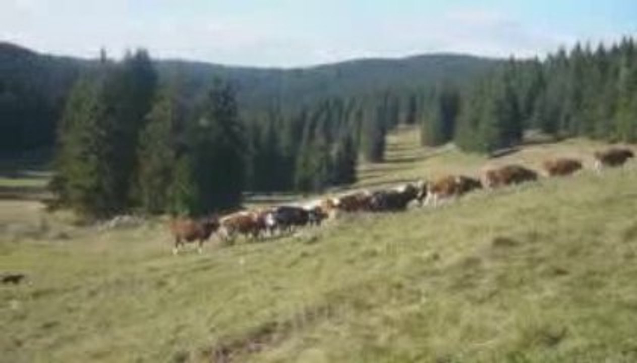 travail de pepette