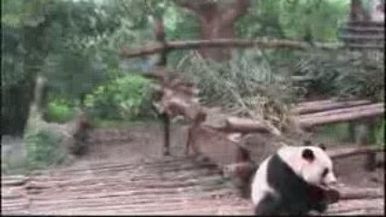Entrée en scène du Panda