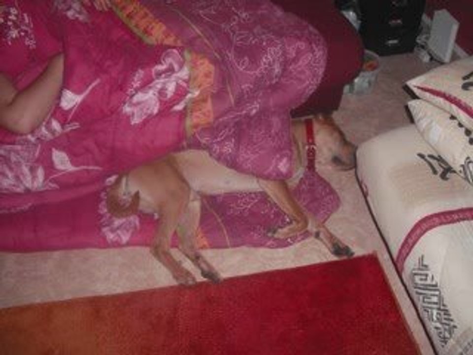 loulou l