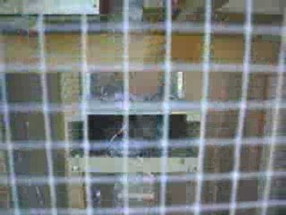 Mes pigeons à l'heure de la soupe