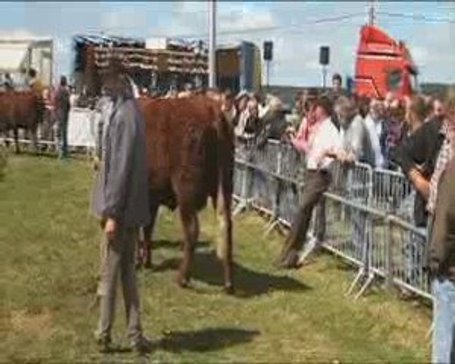 Elevage Salers Brivadois: concours du Puy de Dôme 2009 -1/2