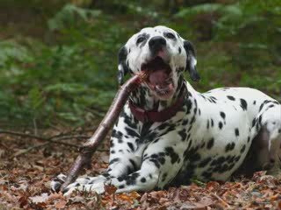 Chiens_a_adopter_dalmaSF_2009_10_04b