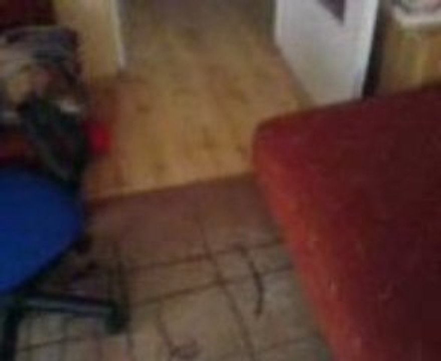 crazy cocker spaniel:)