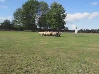 Déli au troupeau le 10 octobre 2009/2