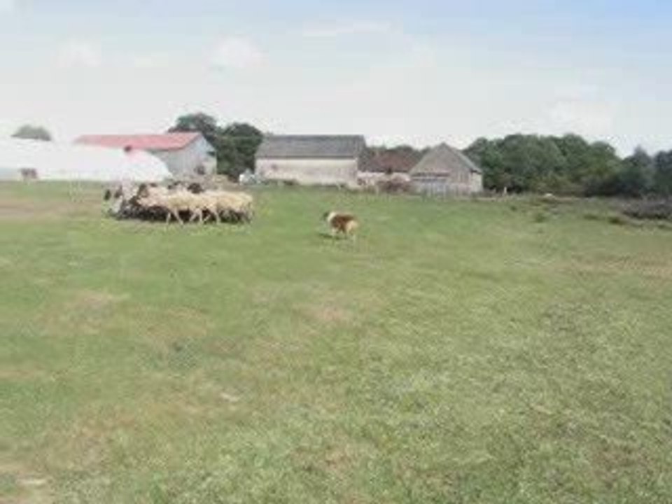 Déli au troupeau le 10 octobre 2009/3