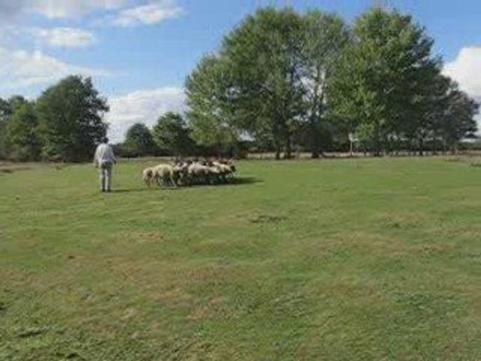 Déli au troupeau le 10 octobre 2009/5