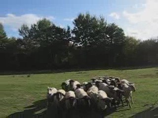 Nity au troupeau le 10 octobre 2009