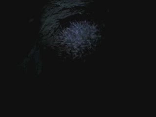 Hogi's Family - Igel Hogi gähnt