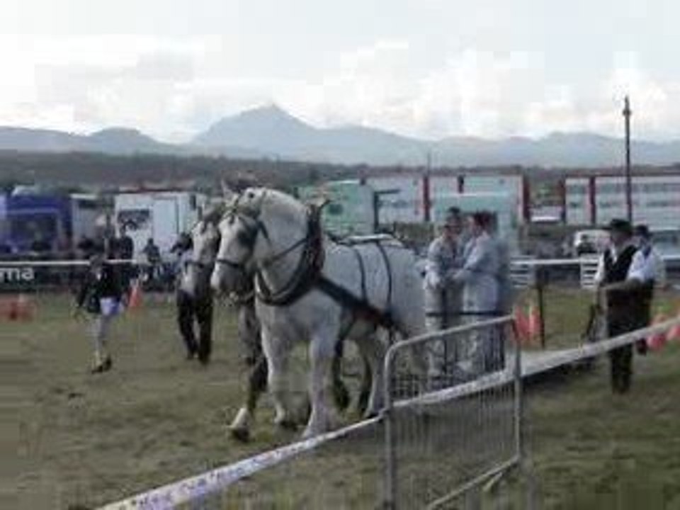 paire de percheron