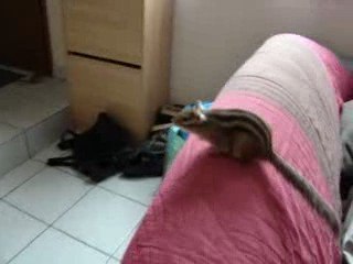 KitKat et Naïade dans le salon