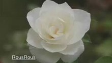a09-nov6-II