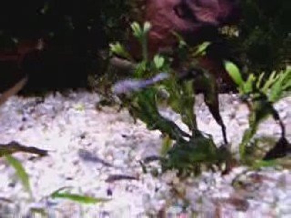 ancistrus 1