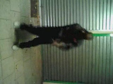 Dicap Zzar FT KeBLACK DLA BLACK STREET