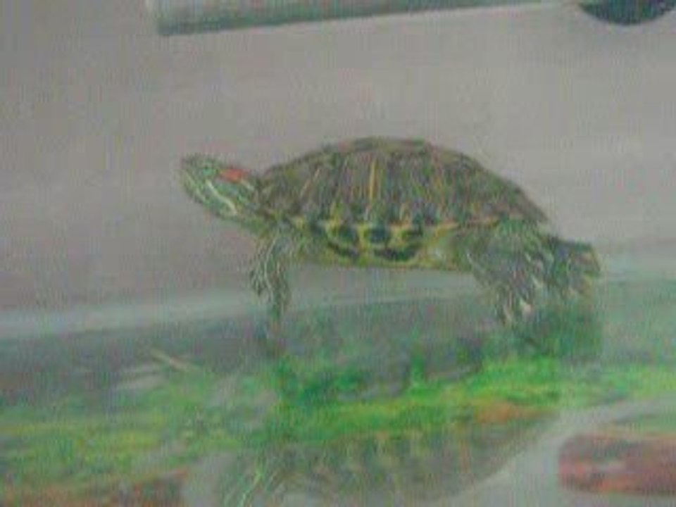 KAPLUMBAĞA (TURTLE)