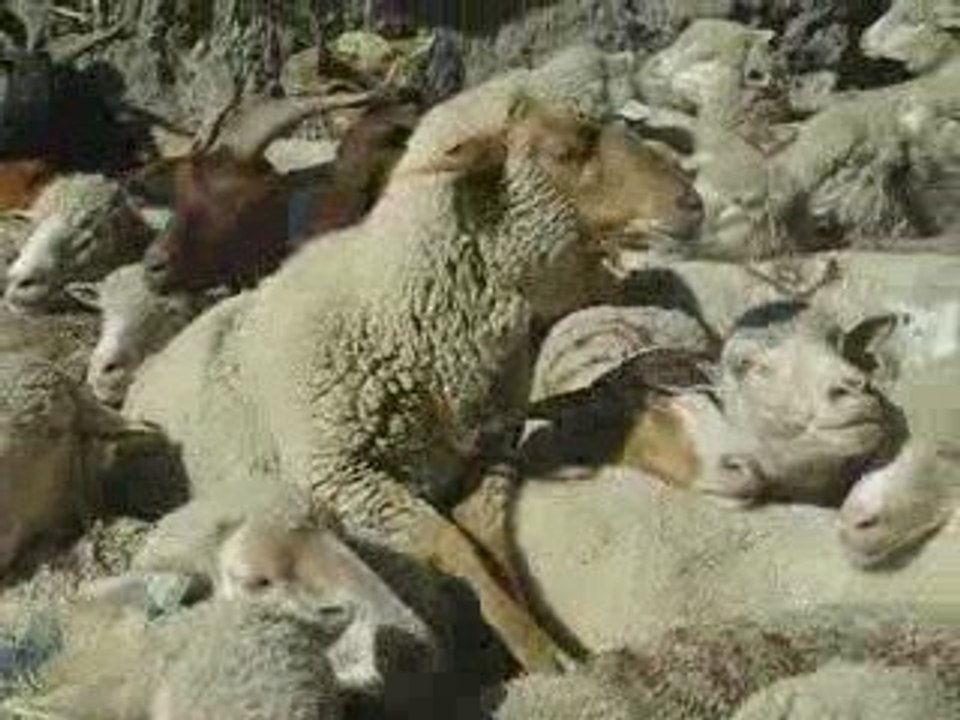 le mouton qui fait du saute mouton!!!!