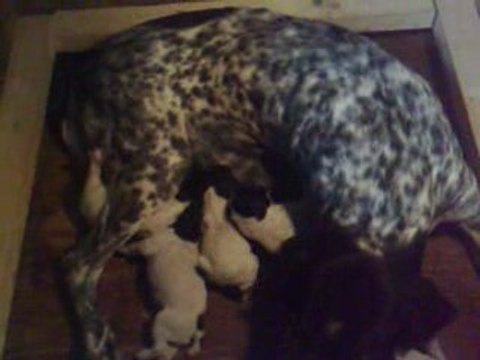 chiots braques d'auvergne