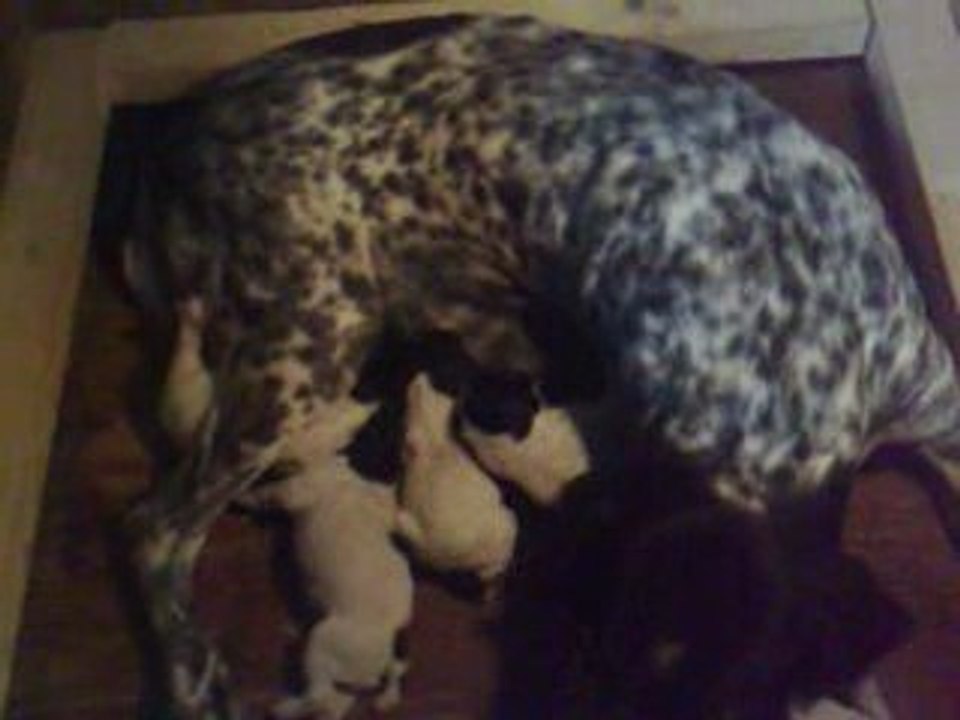 chiots braques d'auvergne