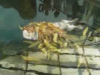 Sea Otter at Lisbon Oceanarium - Lontra-marinha - sleeping