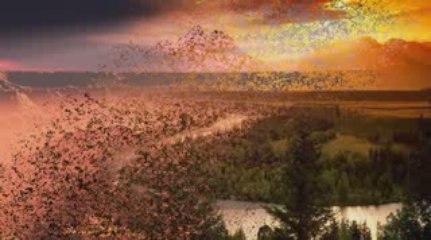 PROMOCION SWEET LEMONS DESING