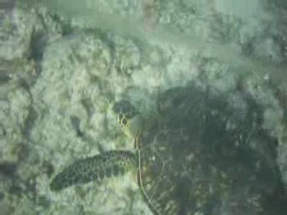 tortue à hawai