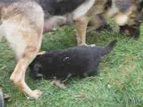 chiots de burkina a 1 mois