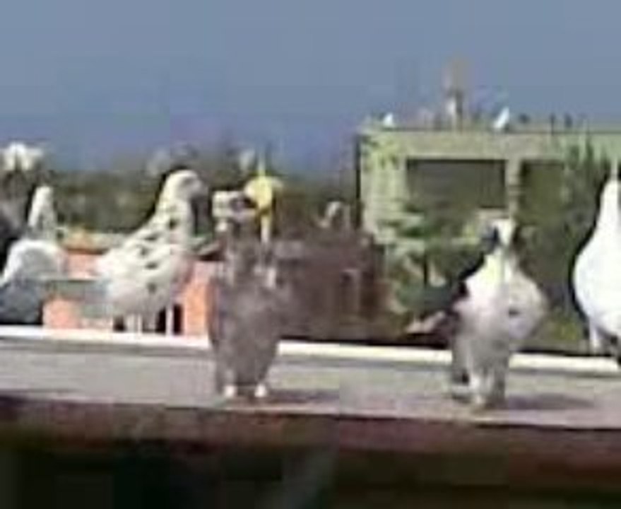 Süleyman KAYIŞ (iskenderun)