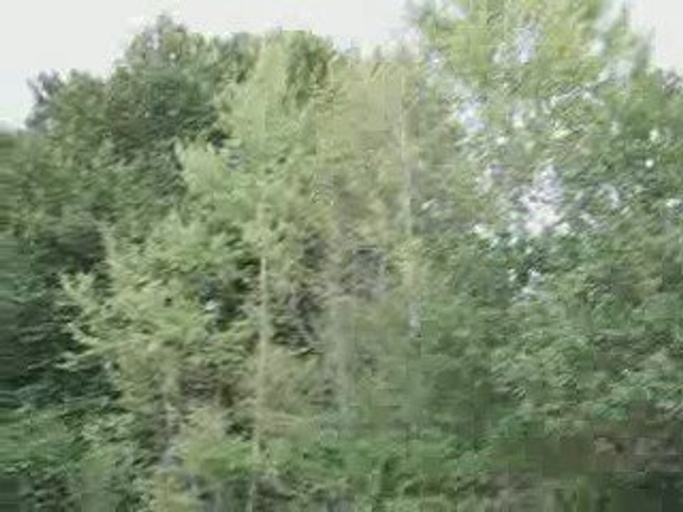 Clochettes Argentées en Creuse