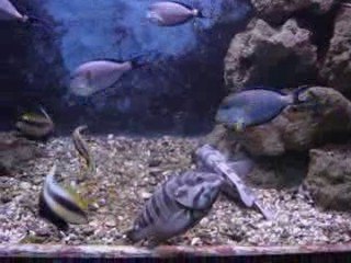 Aquarium "Red Sea" In Egypt - Septembre 2009