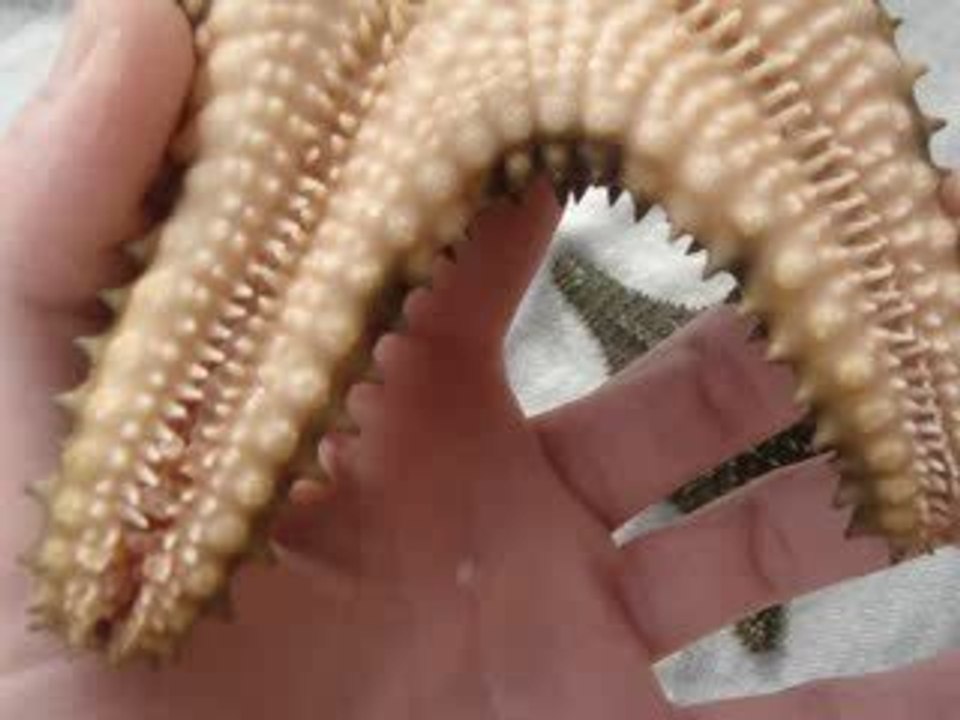 étoile de mer en martinique