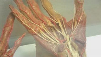 Anatomie (Où sont passées les collections ?)