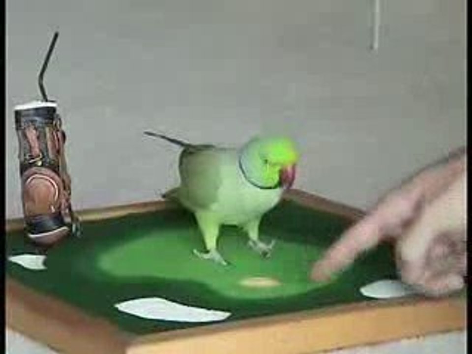 papuga
