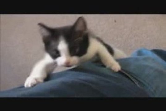 chaton ne veut pas rester seul