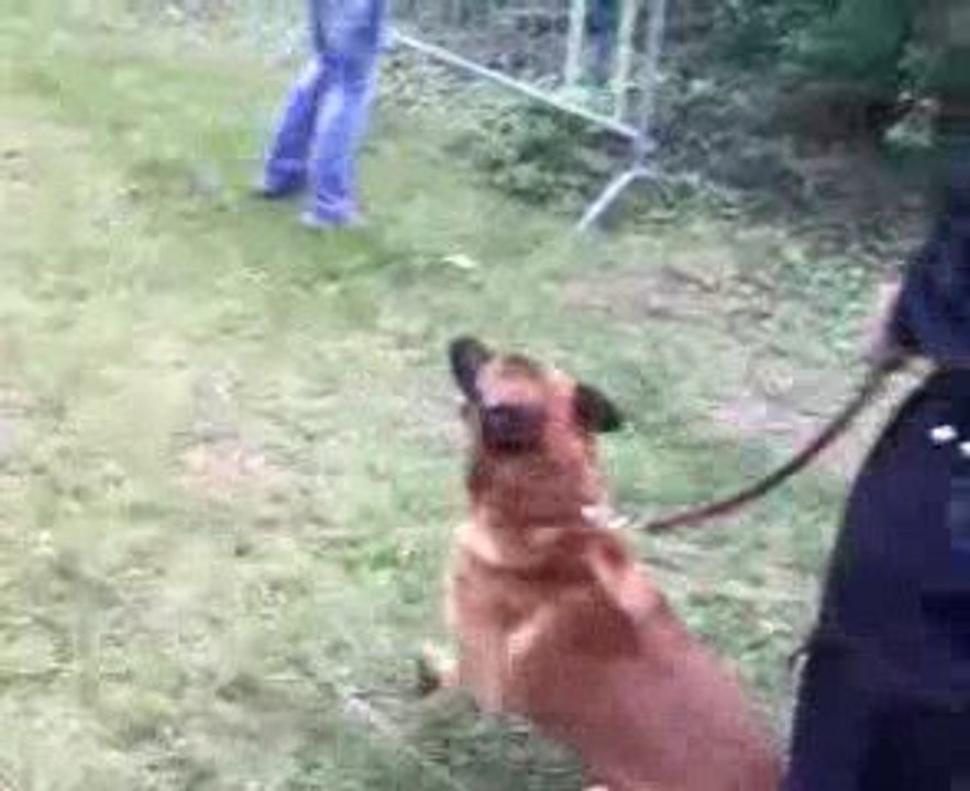 Dressage de chiens de la police