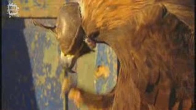 Aigle royal (Aquila chrysaetos) chasse