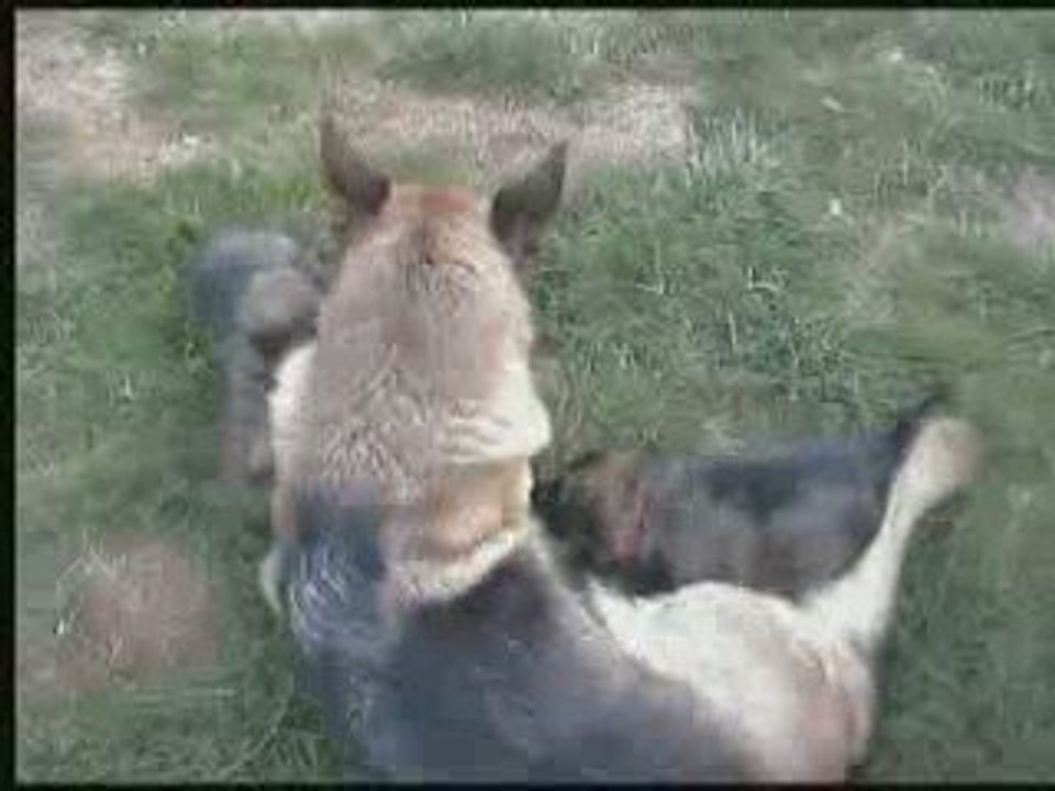 chiots vodka 051009