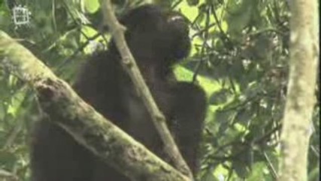 Animaux de la foret equatoriale Gabon