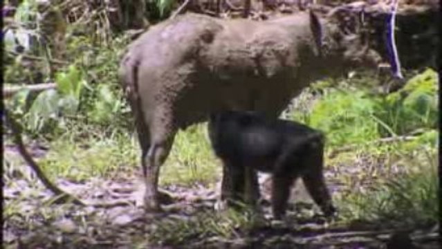Babirossa des Celebes (Babyrousa celebensis)